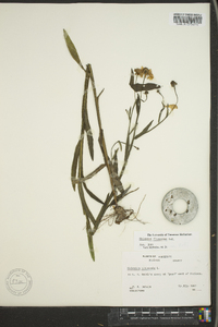 Helenium flexuosum image