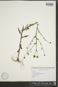 Helenium flexuosum image