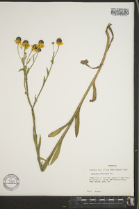 Helenium flexuosum image