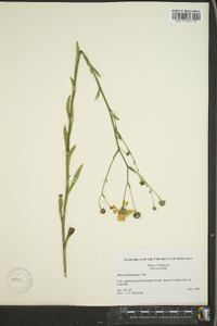 Helenium flexuosum image