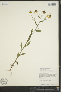 Helenium flexuosum image