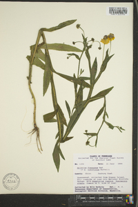 Helenium flexuosum image