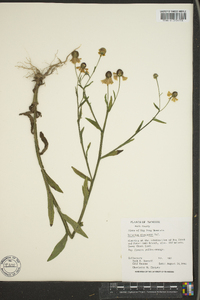 Helenium flexuosum image