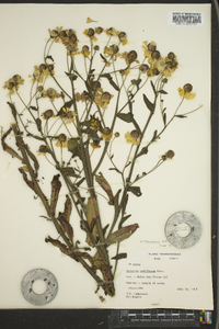 Helenium flexuosum image