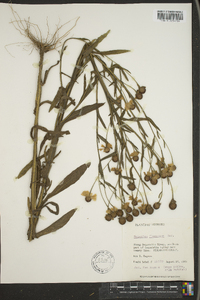 Helenium flexuosum image
