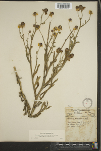 Helenium flexuosum image