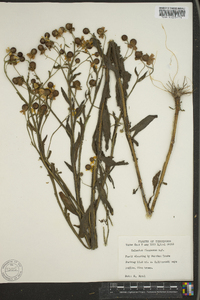 Helenium flexuosum image