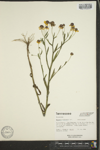 Helenium flexuosum image