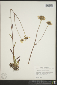 Helenium brevifolium image