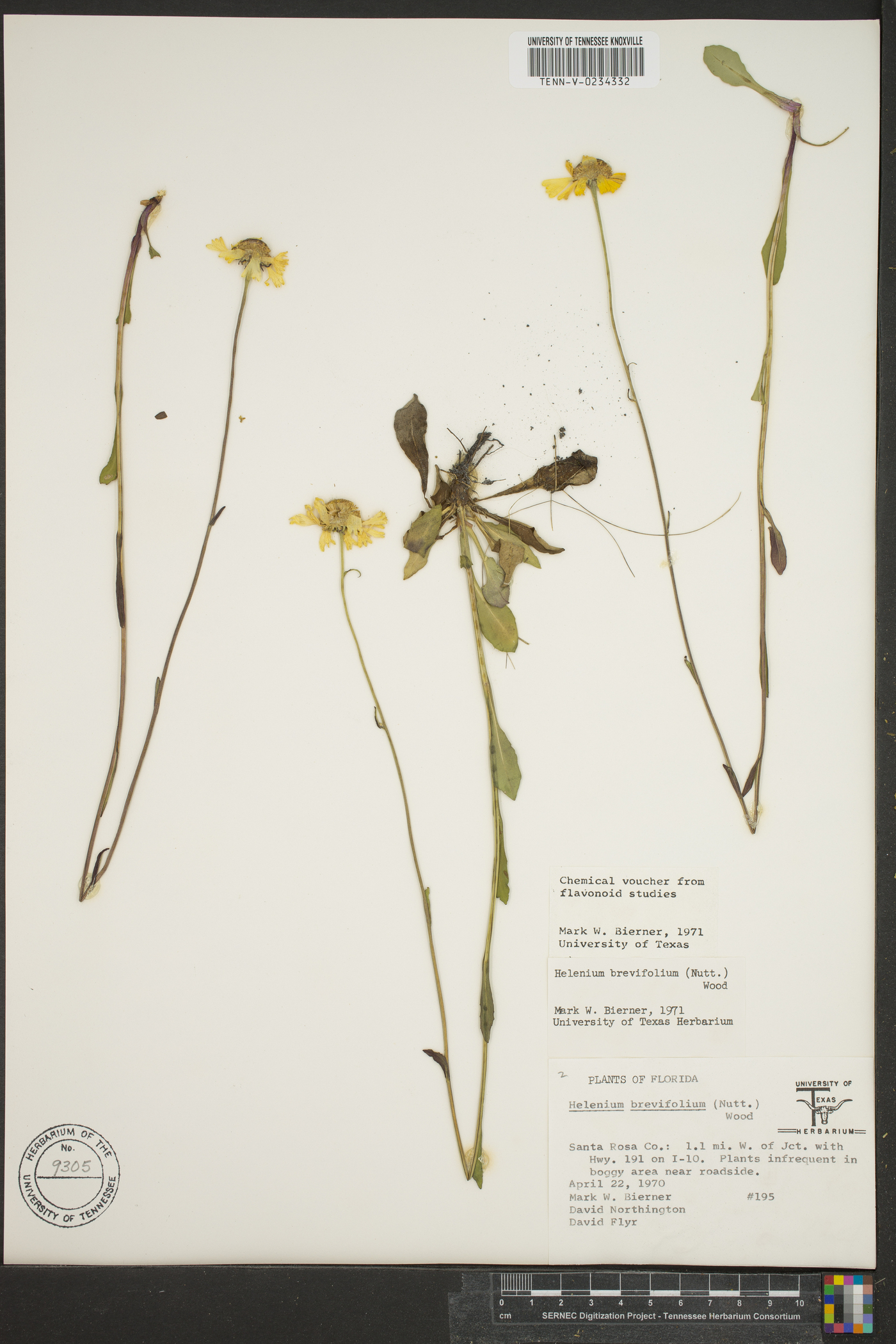 Helenium brevifolium image
