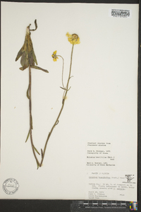 Helenium brevifolium image