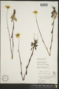 Helenium brevifolium image