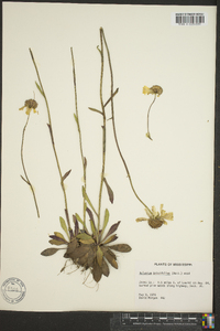 Helenium brevifolium image