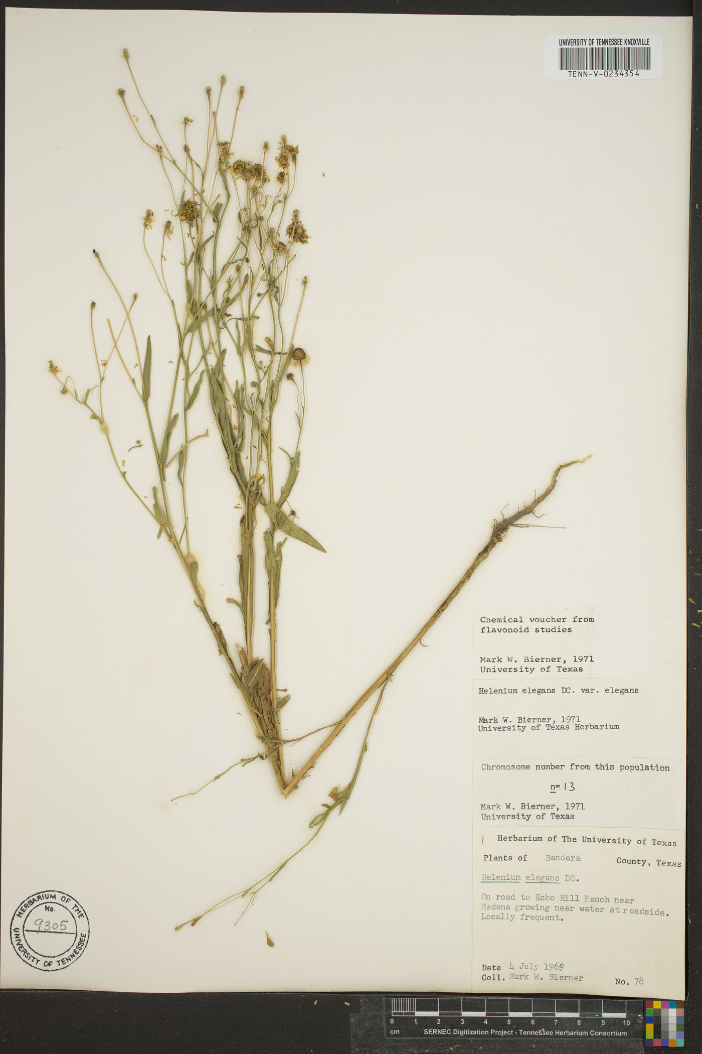 Helenium elegans image