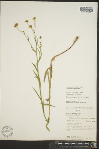 Helenium elegans var. elegans image