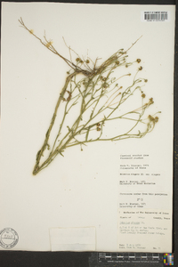 Helenium elegans var. elegans image