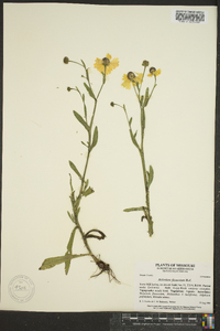 Helenium flexuosum image