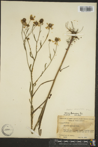 Helenium flexuosum image