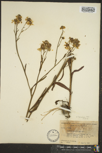 Helenium flexuosum image