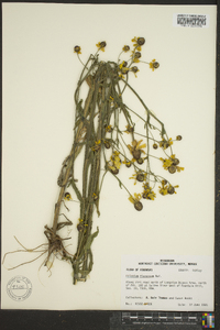 Helenium flexuosum image