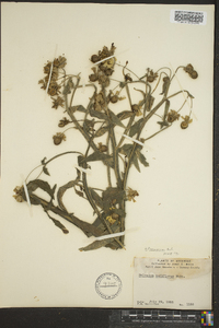 Helenium flexuosum image