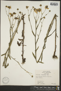 Helenium flexuosum image