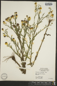 Helenium flexuosum image