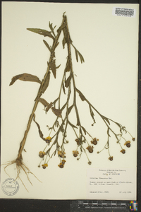 Helenium flexuosum image