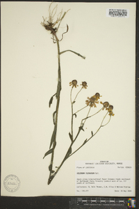 Helenium flexuosum image