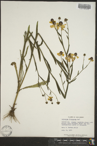 Helenium flexuosum image