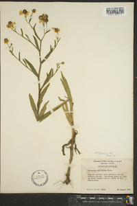 Helenium flexuosum image
