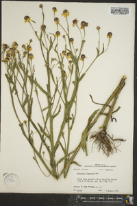 Helenium flexuosum image