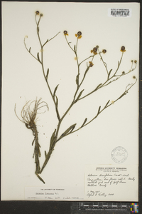 Helenium flexuosum image