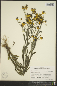 Helenium flexuosum image