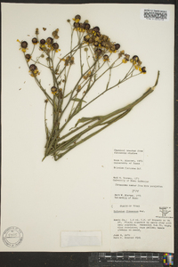 Helenium flexuosum image