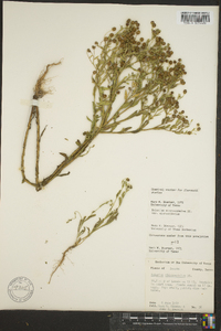 Helenium microcephalum var. microcephalum image