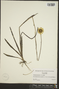 Helenium pinnatifidum image