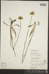 Helenium pinnatifidum image