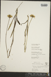 Helenium pinnatifidum image