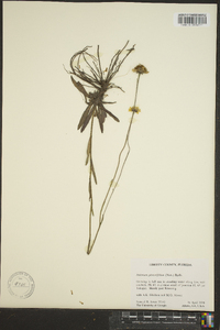 Helenium pinnatifidum image