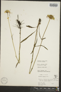 Helenium vernale image