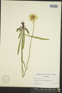 Helenium vernale image