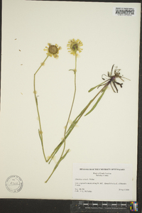 Helenium vernale image