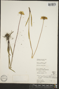 Helenium vernale image