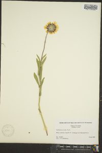 Gaillardia aristata image