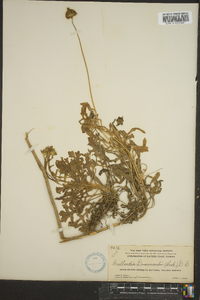 Gaillardia pulchella var. pulchella image