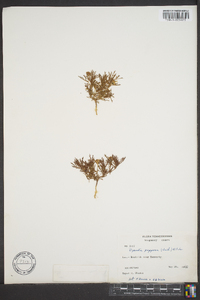 Dyssodia papposa image