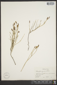 Porophyllum gracile image