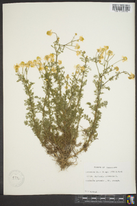 Anthemis arvensis image