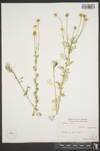 Anthemis cotula image